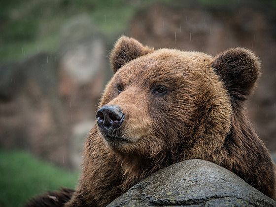 Medvdice Kamatka doije v klidu v zázemí brnnské zoo. Dlouhodob se potýká s...