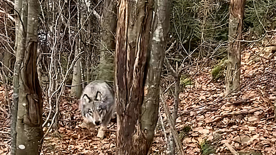 P�i procházce narazil na vlka. Zv�davou �elmu zahnal k�ikem a sprejem.