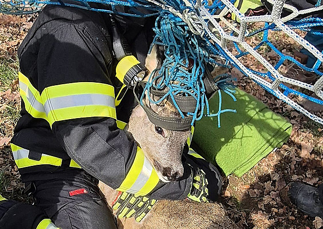 Hasi�i ve Dvaka�ovicích zachra�ovali srnce, který se parohy zamotal do...