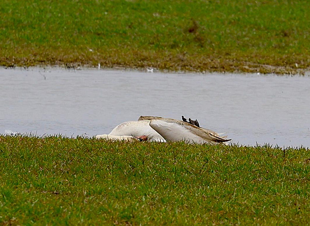 Bird flu or poison? In the Cheb region, the swans are died