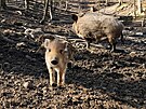 V brnnsk oboe Holedn se narodila dal vrka selat divokch prasat. Sprvci...