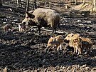 V brnnsk oboe Holedn se narodila dal vrka selat divokch prasat. Sprvci...