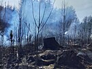 U poru lesa na Hlinecku zasahovalo pt hasiskch jednotek. (10. bezna 2025)
