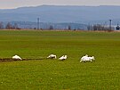 Labut na louce nedaleko Denice na Chebsku.