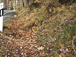 Postupn� �afrán� p�ibylo. Ani nebylo nutné scházet ze silnice.