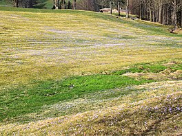 Rozkvetlé �afrány u� zdálky vytvá�ely v krajin� nápadné modravé ostrovy.