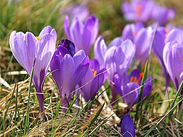 Tato nádhera trvá nanejvý� t�i týdny. A o její délce op�t zásadn� rozhoduje...
