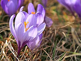 Celková vým�ra chrán�ných ploch dosahuje v Drebachu sedm hektar�.