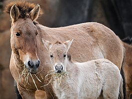 Zoo Praha chová kon Pevalského (Equus przewalskii) víc ne devadesát let, od...