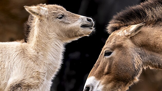 Narodila se pedposledn norov den jako prvn hb kon Pevalskho, erbovnho zvete Zoo Praha, do expozice Gobi, inspirovan stejnojmennou pout na pomez Mongolska a ny. Tu ped rokem slavnostn otevel prezident Petr Pavel s manelkou. Klisniku v ter na stejnm mst poktil mongolsk prezident Uchngn Chrelsch. Dostala od nj jmno Dagina, tedy Nebesk vla.