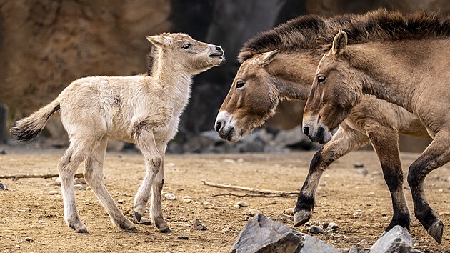 H�íb� kon� P�evalského v pra�ské zoo
