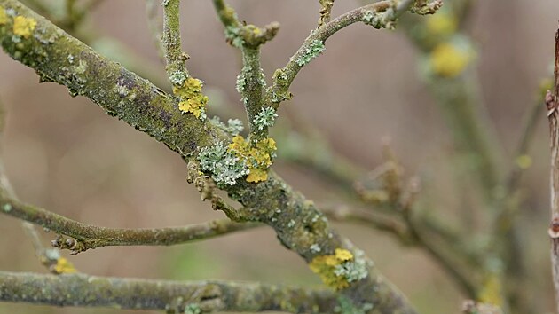 Na ryb�zu pozn�te ty nejstar�� v�hony podle toho, �e jsou nejtmav��; �asto maj� i popraskanou k�ru a b�v� na nich li�ejn�k.