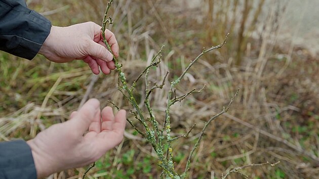 Star� v�tve u� by v�m zaplodily jen �pln� na konc�ch, moc ovoce by u� nep�inesly. Nav�c p�ek�ej� mlad�m v�hon�m, kter� jsou perspektivn� a pot�ebuj� prostor a sv�tlo. 