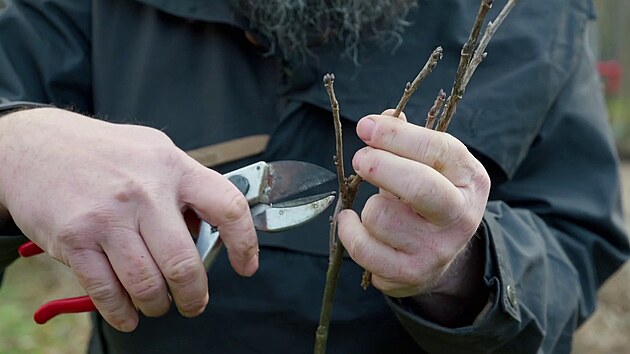 Ke��m ryb�zu dejte v p�edja�� pot�ebnou p��i, odm�n� se v�m bujn�m vzr�stem a bohatou �rodou. 