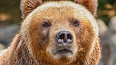 Kamatskou medvdici Irinu eká sthování z brnnské zoo do Dína.