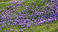 Nejhez�ími z prvních posl� jara jsou �afrány. Ty své kv�ty otev�ou ihned,...