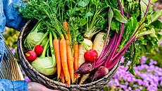 Zeleninový kalendá� pro ka�dý m�síc vám pom��e s p�stováním zeleniny.