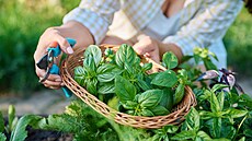 P�edp�stujte si bazalku doma, ven ji lze vysévat a� v polovin� kv�tna....