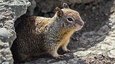 Syslové jsou pova�ováni za býlo�ravce. V Kalifornii v�ak zpozorovali...