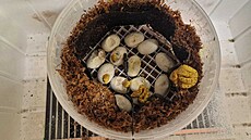 Líhnutí malých krajt zelených, které jsou v�ak nejprve spí�e �lutá. (19. b�ezna...