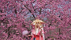 Turisté se u rozkvtlých tení ve známém areálu East Lake Cherry Park v...
