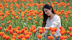 Jaro v ínském Chu-ou (11. bezna 2025)