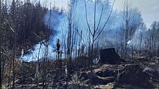U poáru lesa na Hlinecku zasahovalo pt hasiských jednotek. (10. bezna 2025)