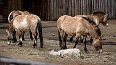 H�íb� kon� P�evalského v pra�ské zoo