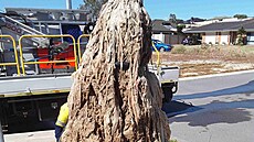 Obí tukové monstrum vytaené z kanalizace v australském Perthu. (17. bezna...