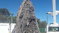 Ob�í tukové monstrum vyta�ené z kanalizace v australském Perthu. (17. b�ezna...