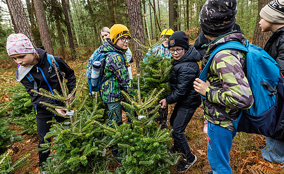 Dti z hradeckých kol vrací vánoní stromky zpt do lesa.