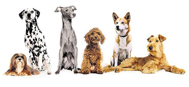 Paraziti nejsou maličkost. Majitelé mazlíčků často netuší rizika a tápou v prevenci