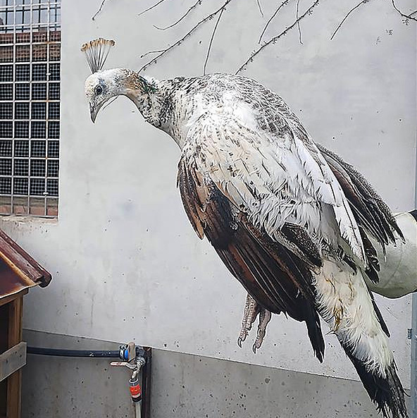 Strá�níci ve Vala�ském Mezi�í�í odchytili bílou pávici, která utekla majitelce....