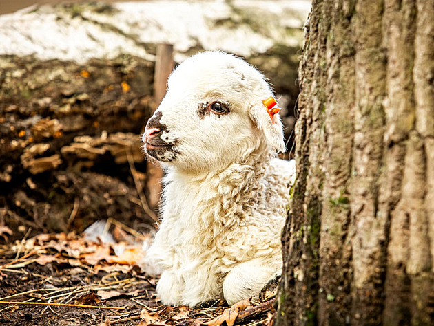 Zvíata z expozice Na statku se njakou dobu musejí obejít bez návtvník....