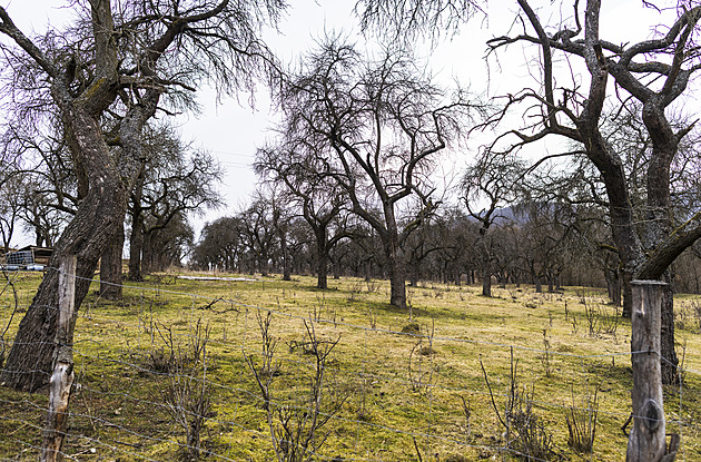 Dobrovolníci pod vedením Tomáe Blahy zaali obnovovat kláterní sady v...