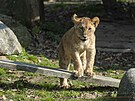Zl�nsk� zoo uk�zala ml��ata lva kon�sk�ho narozen� na podzim 2024. (b�ezen 2025)