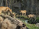 Zl�nsk� zoo uk�zala ml��ata lva kon�sk�ho narozen� na podzim 2024. (b�ezen 2025)