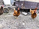 Nepropustnou dungli v lokalit pobl kltera Porta coeli u Tinova vyistili...