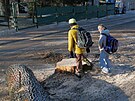 Rekonstrukce Vysock� ulice za�ala zkraje t�dne k�cen�m mohutn�ch strom�...
