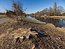 Povod Labe vykcelo tm tyicet topol u cyklostezky mezi Hradcem Krlov a...