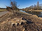 Povod Labe vykcelo tm tyicet topol u cyklostezky mezi Hradcem Krlov a...