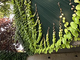 Klí�ovou roli zde sehrála silná koncepce, kterou vytvo�il na za�átku...