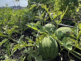 Na Vinohradech byste to asi ne�ekali, ale i tady se te� s chutí p�stuje...