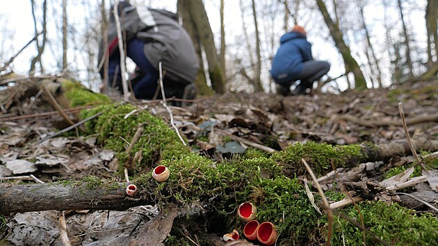 Pokud pozorovatelé přírody vědí, kam za ohnivci vyrazit, mohou tam mířit v podstatě každý rok - zpravidla v období od února do dubna.