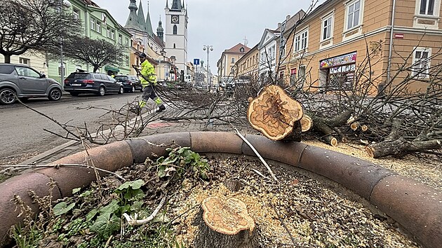 V Litomicch pokceli pracovnci technickch slueb javorov stromoad v Dlouh ulici. Dvodem je nhrada starch inenrskch st. (24. bezna 2025)