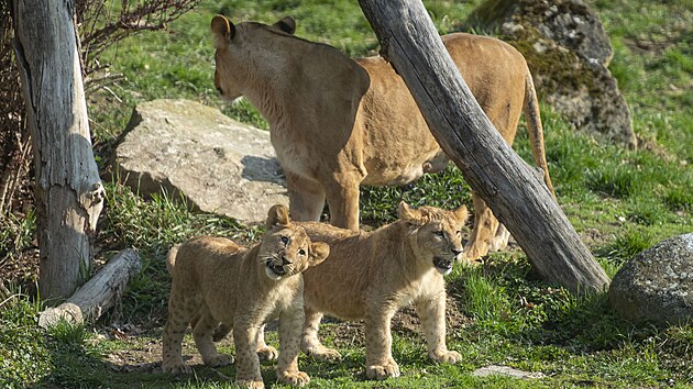 Zl�nsk� zoo uk�zala ml��ata lva kon�sk�ho narozen� na podzim 2024. (b�ezen 2025)