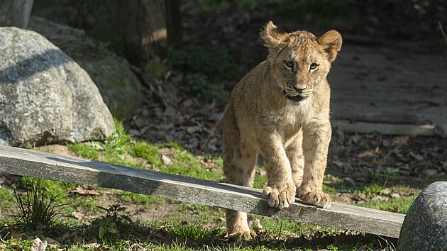 Zl�nsk� zoo uk�zala ml��ata lva kon�sk�ho narozen� na podzim 2024. (b�ezen 2025)