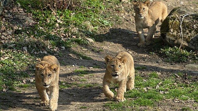 Zl�nsk� zoo uk�zala ml��ata lva kon�sk�ho narozen� na podzim 2024. (b�ezen 2025)