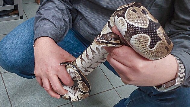 Opilec d�sil lidi a obsluhu �erpac� stanice v Plzni na Karlovarsk� hadem kolem krku. Nav�c byl vulg�rn� a agresivn�. (26. b�ezna 2025)