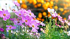 Sníte o záplav� barevných kv�t� na své zahrad�? Pak ne�ekejte a sv�j sen...